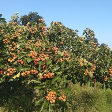 山楂果