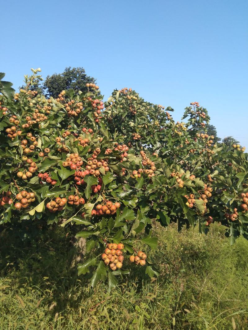 山楂果