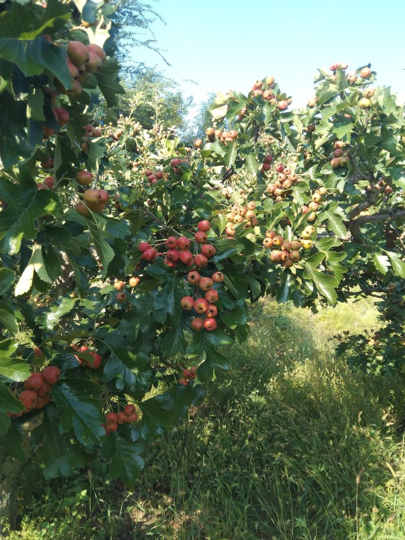 山楂果