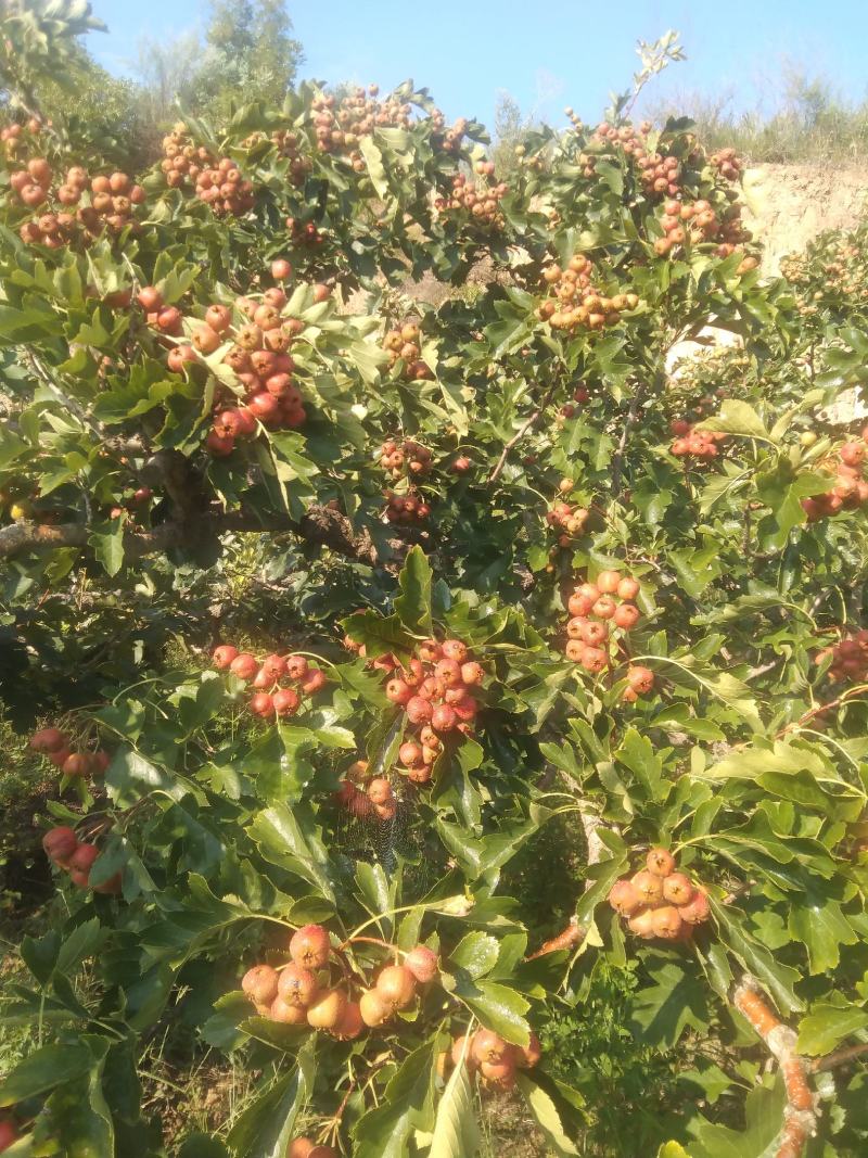 山楂果