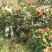 山楂果