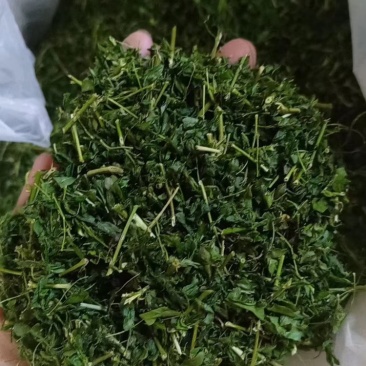 相思茶相思藤茶护肝茶厂家直销大量供应
