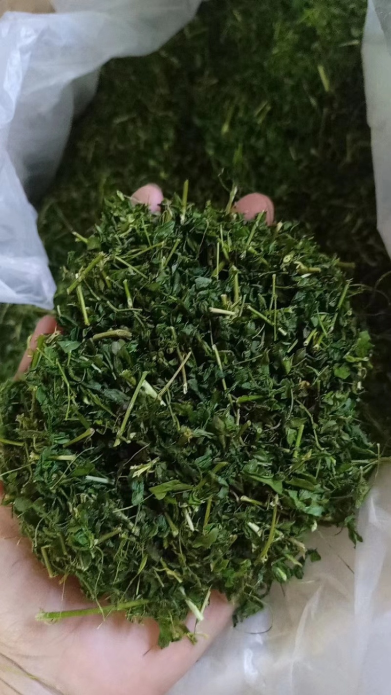 相思茶相思藤茶护肝茶厂家直销大量供应