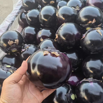 精品黑紫光圆茄紫光茄子可供商超市场实力代办