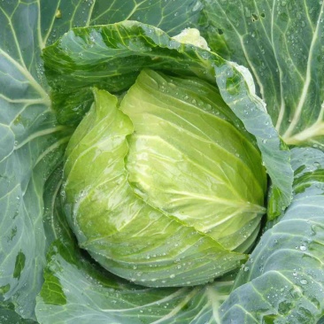 丰源913，脆白菜包菜3-6斤，清秀得可人，量大从优