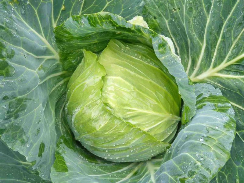 丰源913，脆白菜包菜3-6斤，清秀得可人，量大从优