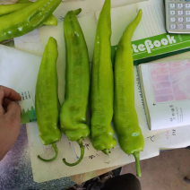精品辣椒尖椒产地直发实力代办可长期供货