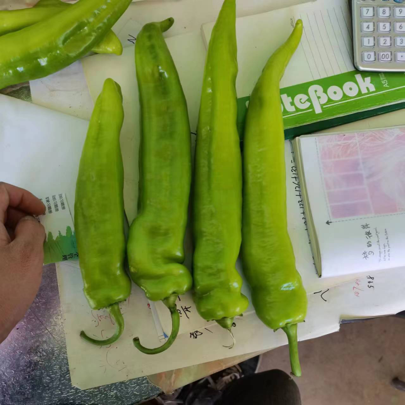 精品辣椒尖椒产地直发实力代办可长期供货