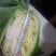 丰源913，脆白菜包菜3-6斤，清秀得可人，量大从优