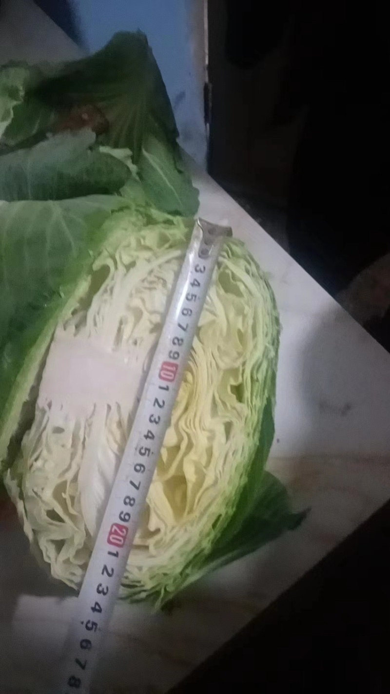 丰源913，脆白菜包菜3-6斤，清秀得可人，量大从优