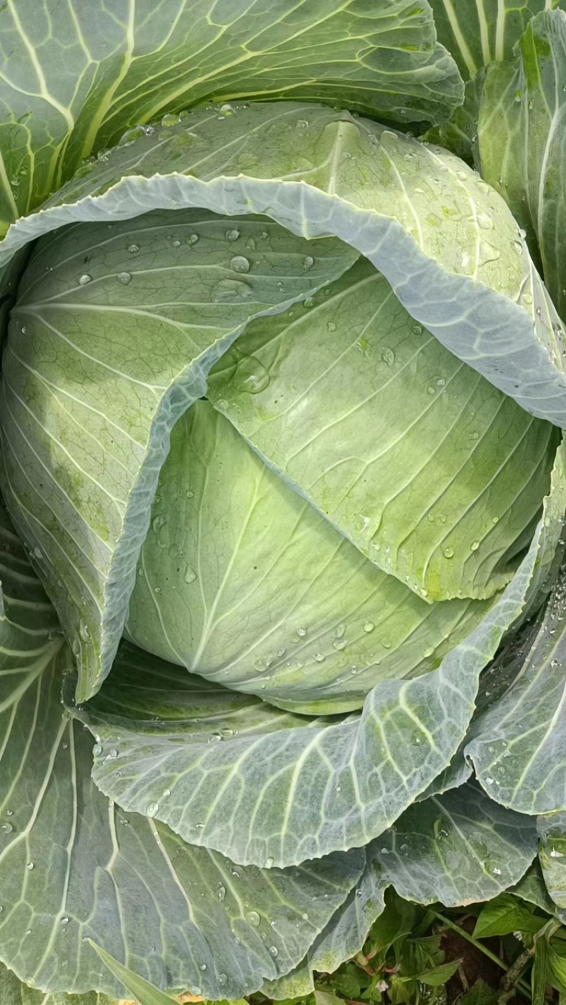 丰源913，脆白菜包菜3-6斤，清秀得可人，量大从优