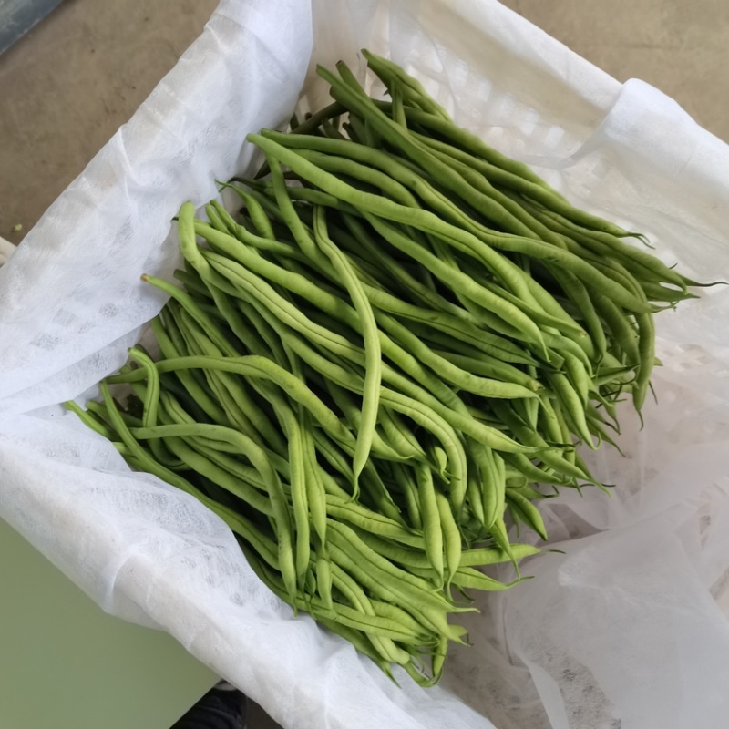 精品无丝豆超市市场直供实力代办可长期供货欢迎咨询