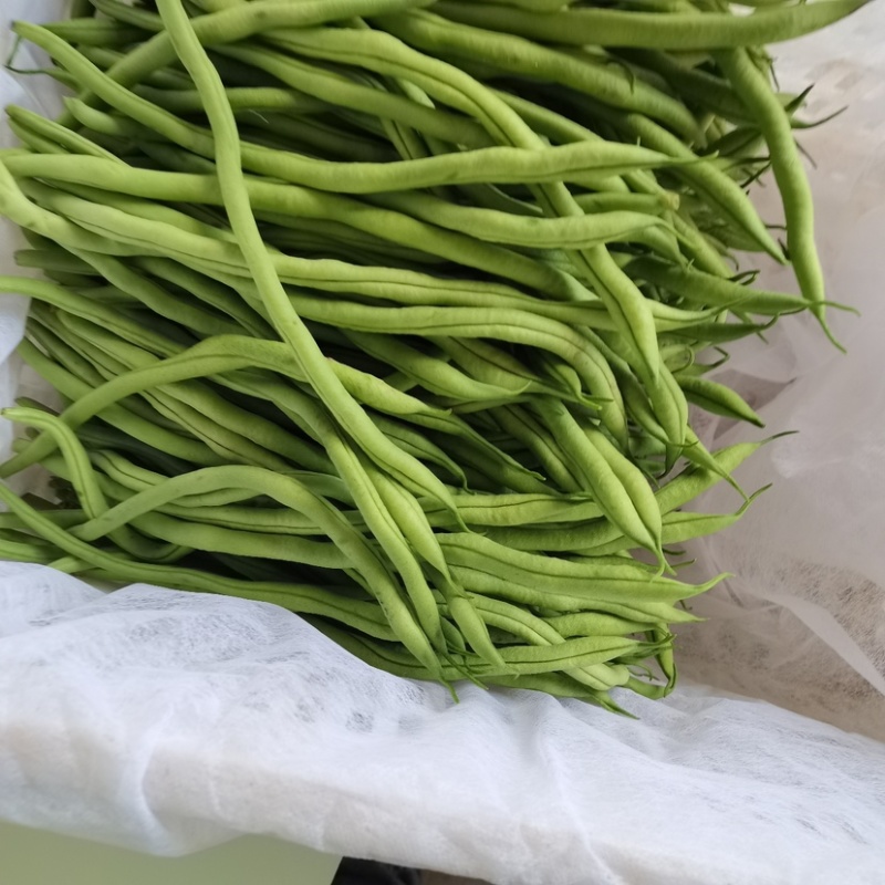 精品无丝豆超市市场直供实力代办可长期供货欢迎咨询