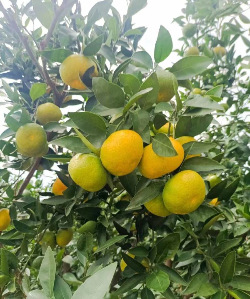 湖北特早蜜橘大芬四号大量产地一手货源全国发货保质保量