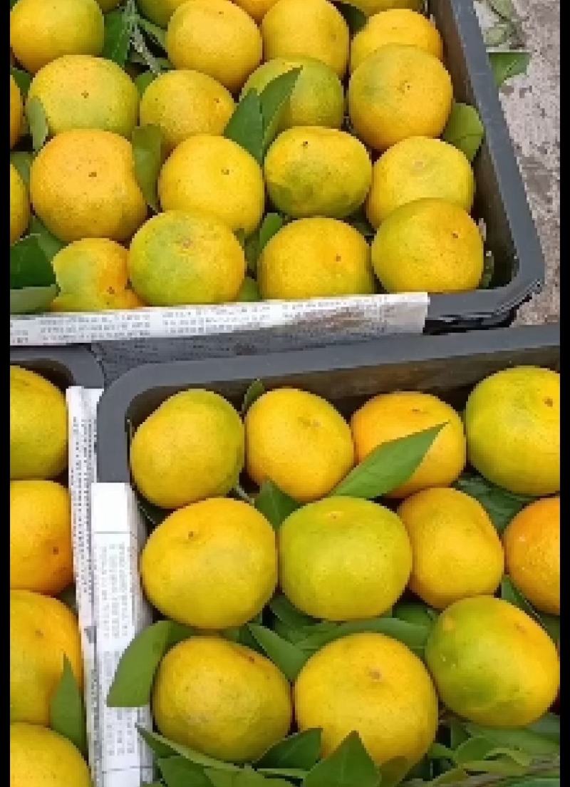 湖北特早蜜橘大芬四号大量产地一手货源全国发货保质保量