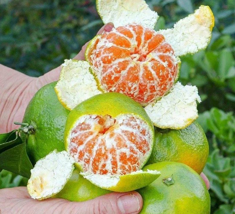 湖北特早蜜橘大芬四号大量产地一手货源全国发货保质保量