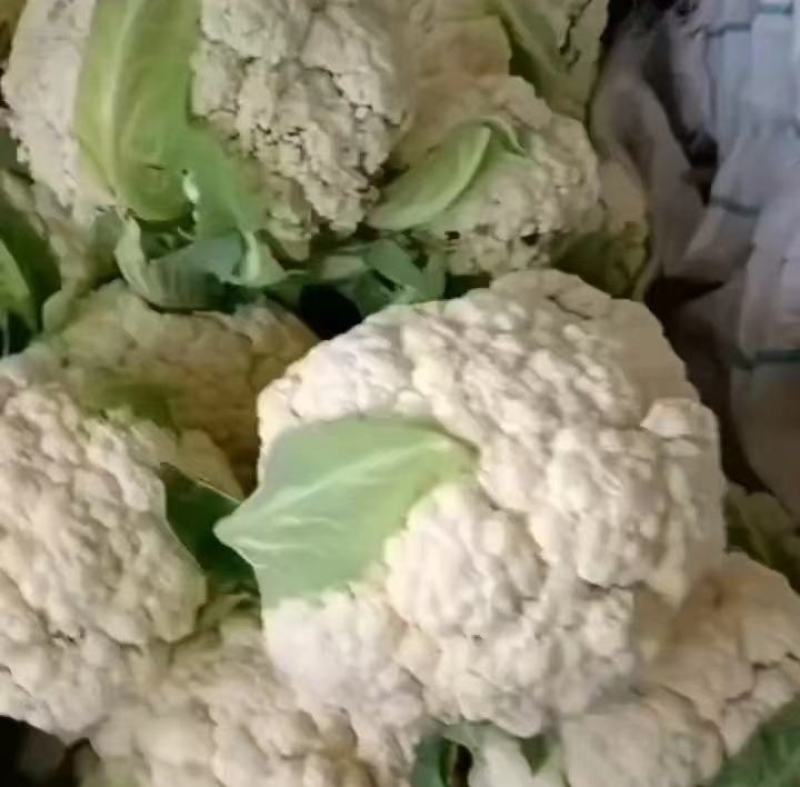 陕西三原菜花-松花菜产地发货量大从优欢迎来电