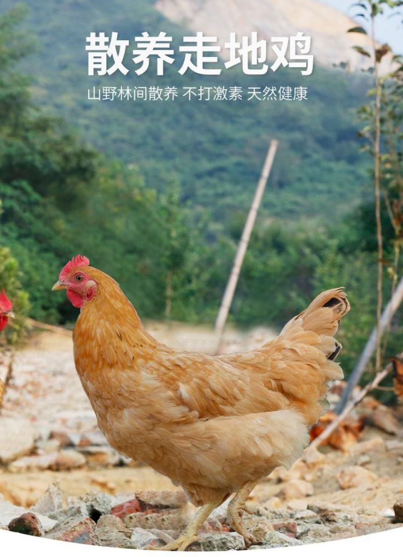 【推荐】半年以上散养鸡正宗溜达鸡肉质紧实细腻弹牙