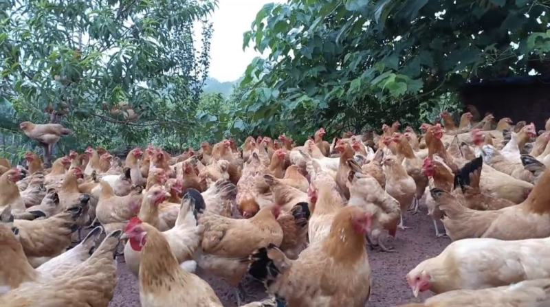 【推荐】半年以上散养鸡正宗溜达鸡肉质紧实细腻弹牙