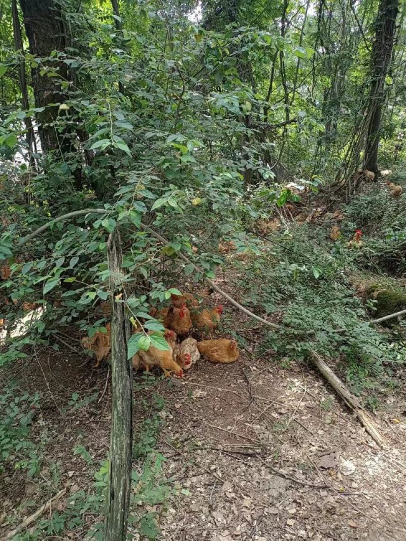 【推荐】半年以上散养鸡正宗溜达鸡肉质紧实细腻弹牙