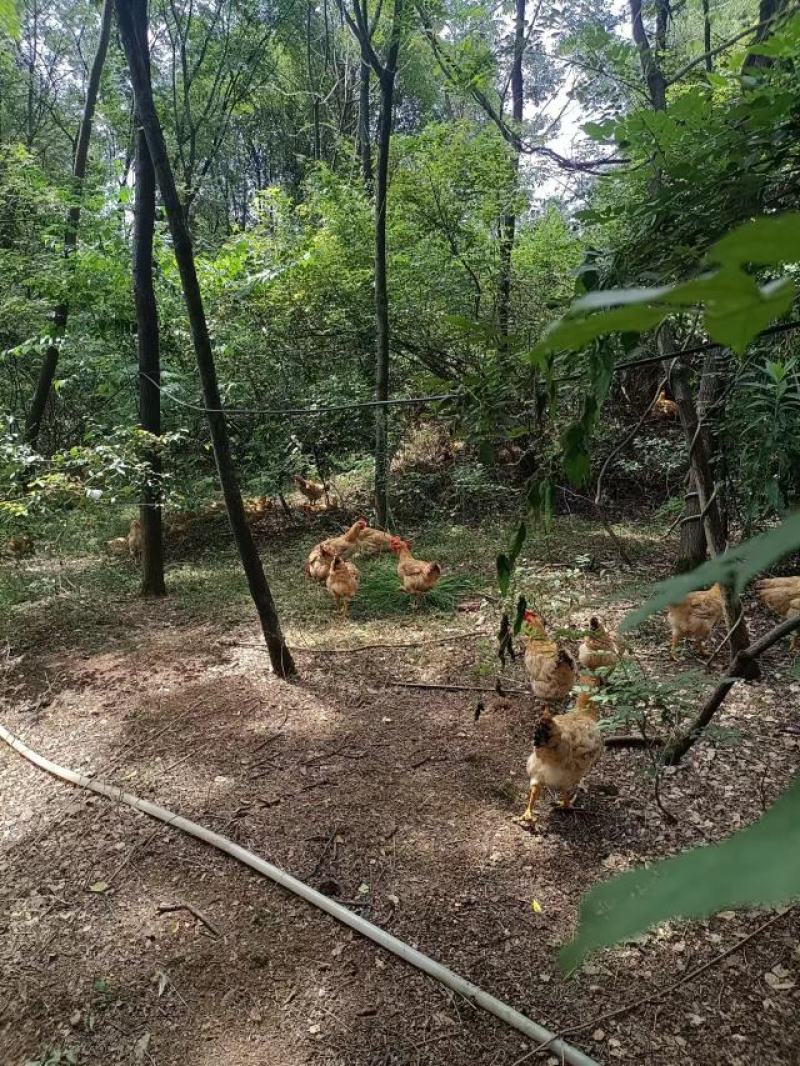 【推荐】半年以上散养鸡正宗溜达鸡肉质紧实细腻弹牙