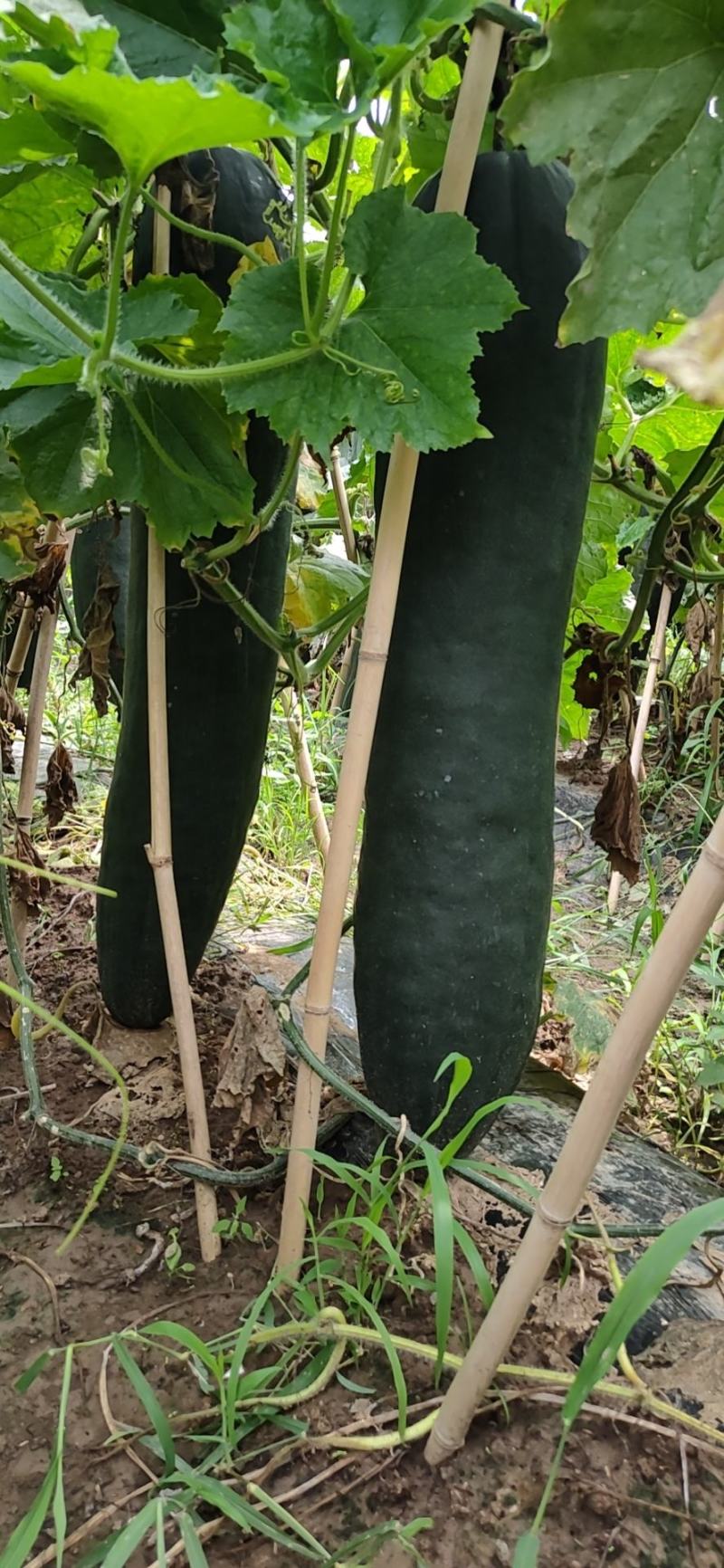 黑皮吊瓜冬瓜