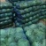 陕西三原蔬菜莲花白甘蓝大量上市产地发货欢迎来电咨