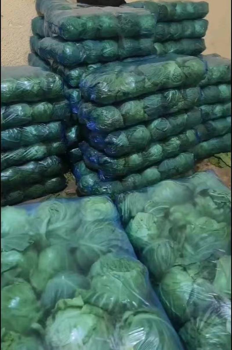 陕西三原蔬菜莲花白甘蓝大量上市产地发货欢迎来电咨