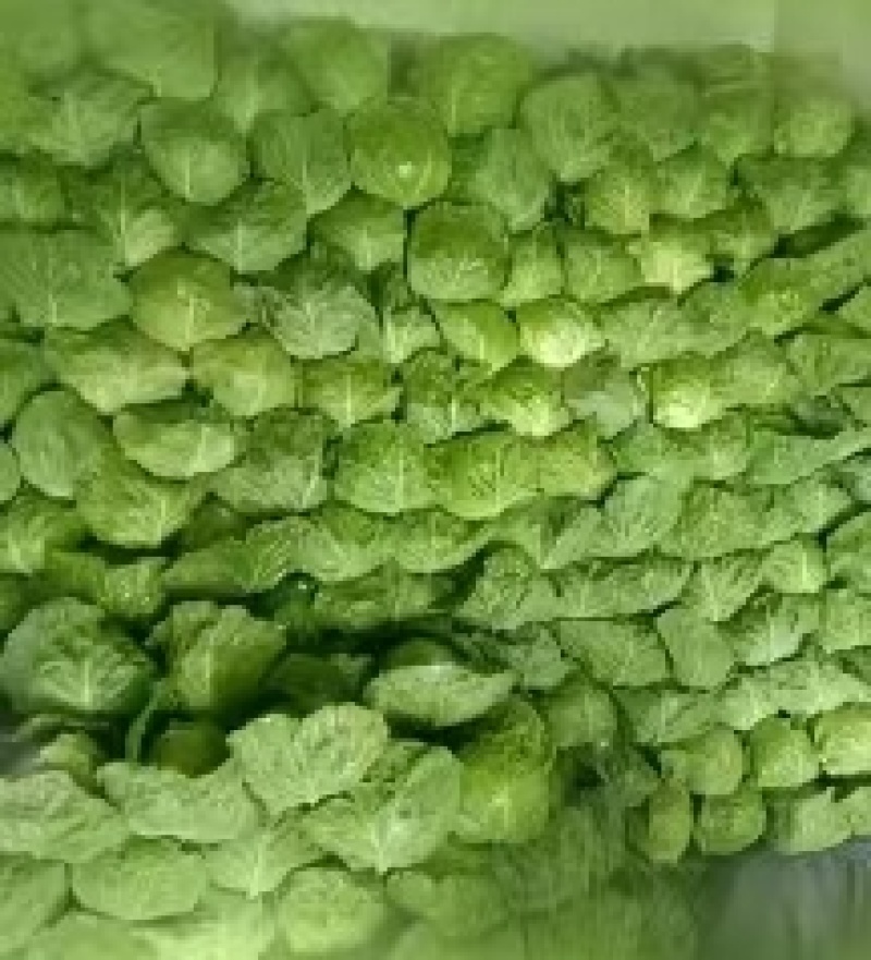 陕西三原蔬菜莲花白甘蓝大量上市产地发货欢迎来电咨