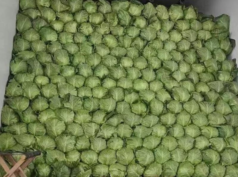 陕西三原蔬菜莲花白甘蓝大量上市产地发货欢迎来电咨