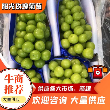 【今日推荐】阳光玫瑰葡萄上市多种规格任意采购一手