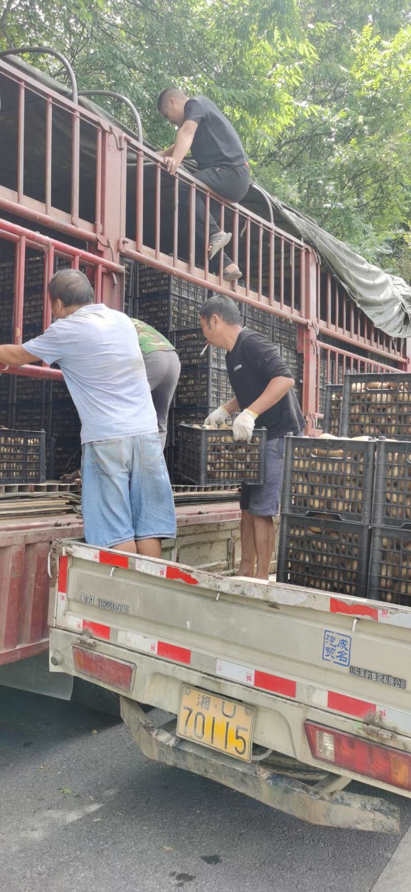 湘西绿心猕猴桃基地上货中！