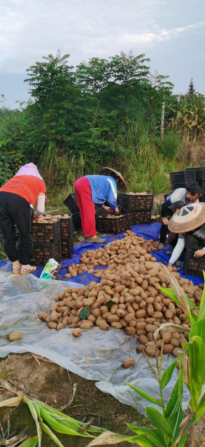 湘西绿心猕猴桃基地上货中！