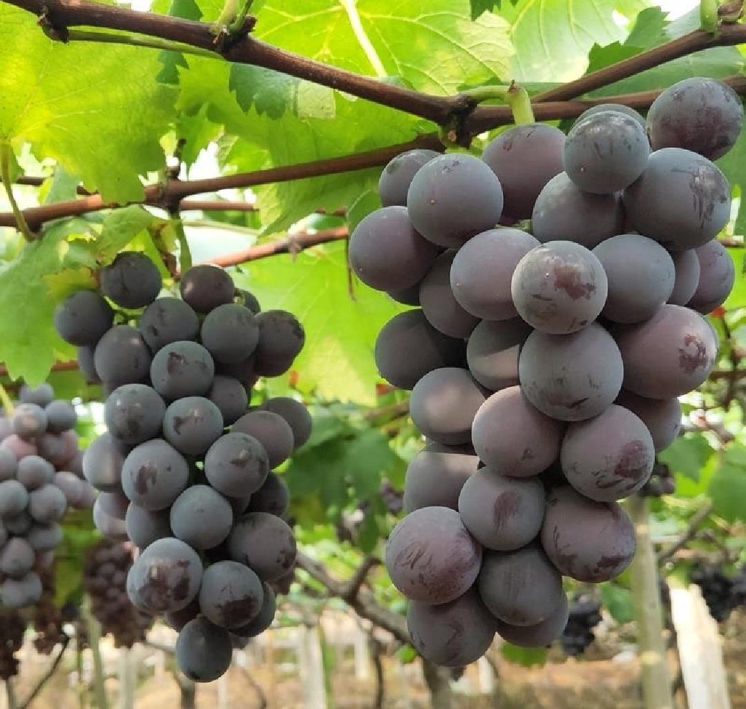 夏黑葡萄与健康