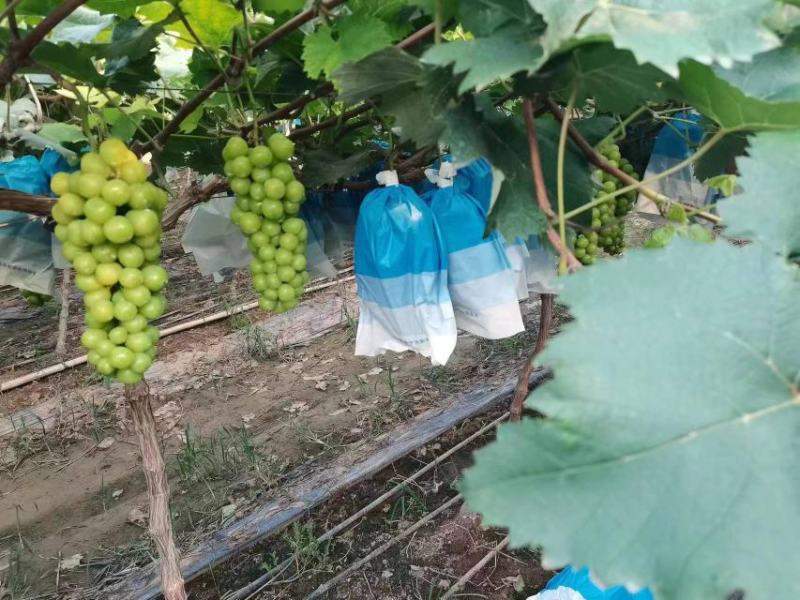 【推荐】山东产地直发阳光玫瑰对接各大电商超市批发市场