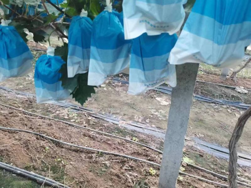 【推荐】山东产地直发阳光玫瑰对接各大电商超市批发市场