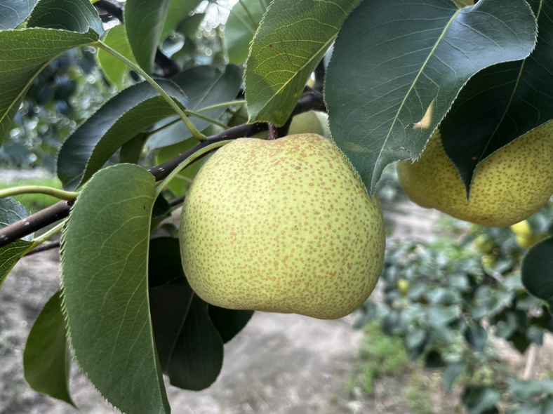 景泰早酥梨果园