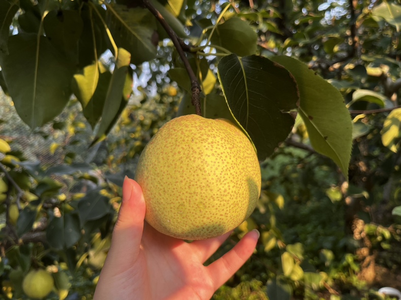 农户正在手工采摘成熟的砀山酥梨,果实金黄、表皮细腻 砀山酥梨采摘现场