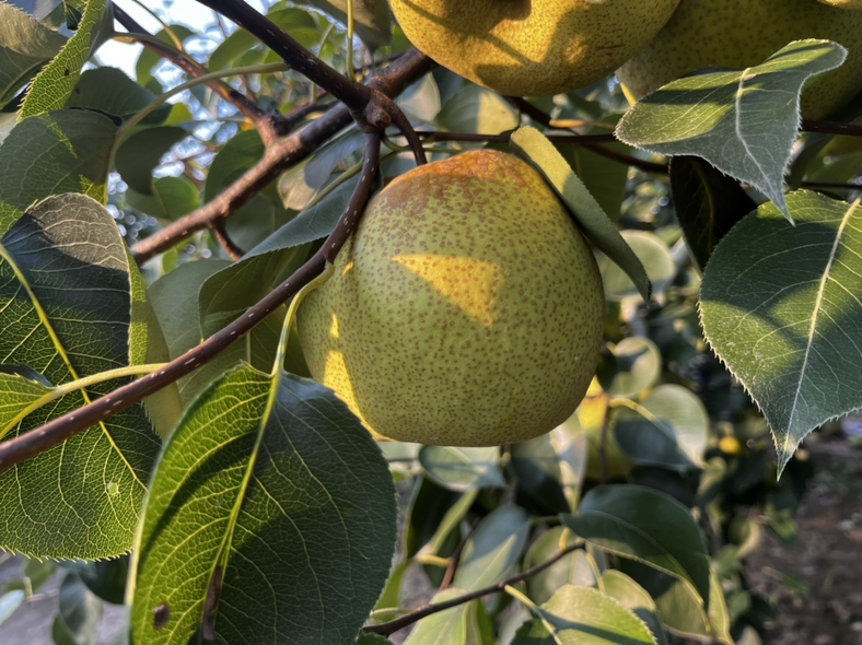 图片说明:砀山酥梨果园中成熟的梨子挂满枝头,阳光透过树叶洒下斑驳光影 砀山酥梨果园风光