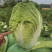 【精选】黑龙江大白菜大量上市产地直发保质保量