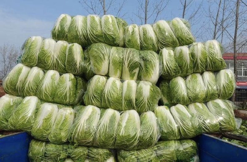 【精选】黑龙江大白菜大量上市产地直发保质保量