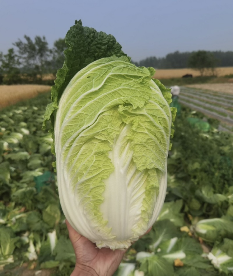 【精选】黑龙江大白菜大量上市产地直发保质保量