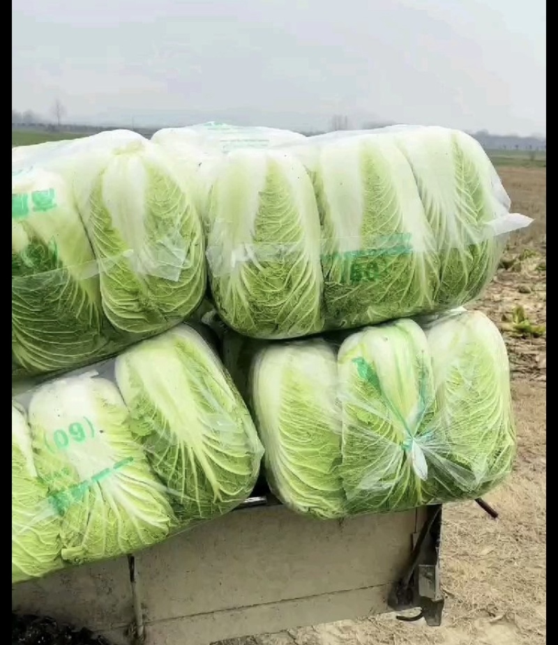 【精选】黑龙江大白菜大量上市产地直发保质保量