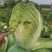 【精选】黑龙江大白菜大量上市产地直发保质保量