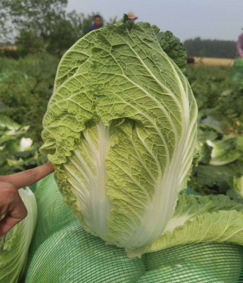 【精选】黑龙江大白菜大量上市产地直发保质保量
