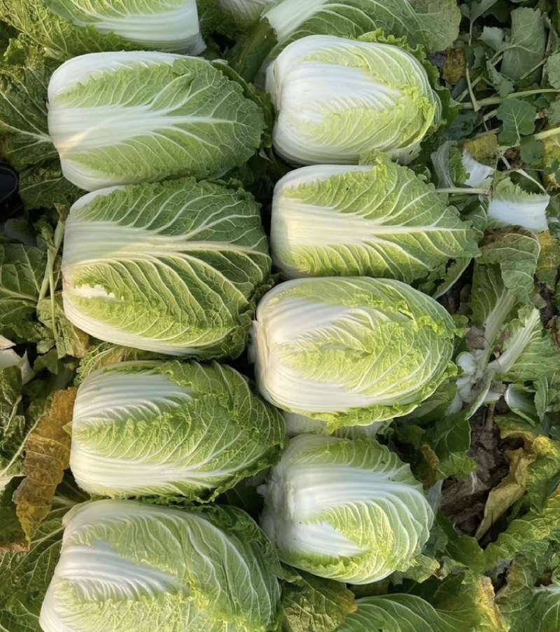 【精选】黑龙江大白菜大量上市产地直发保质保量
