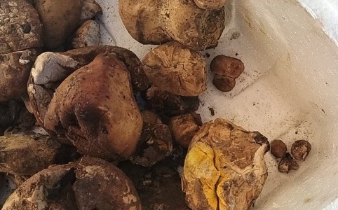 价格行情当前位置：全国行情>价格行情产地一手货源产地一手货源马勃 药