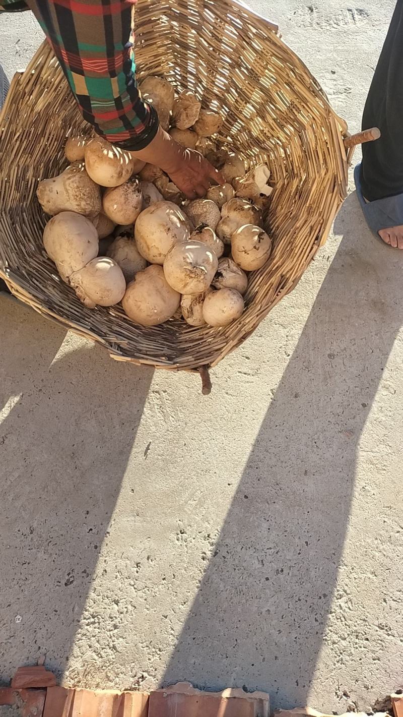 马勃药用马勃俗称牛屎菇马蹄包药包子，马屁泡