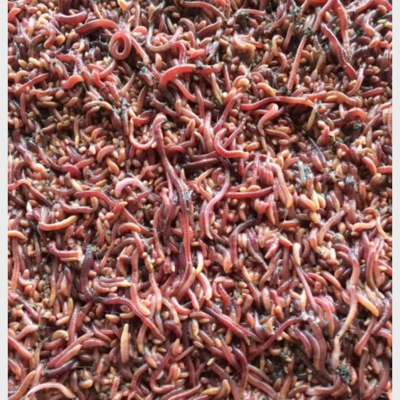 红蚯蚓蚯蚓江苏人工养殖品质优先，假一赔十，优质商家