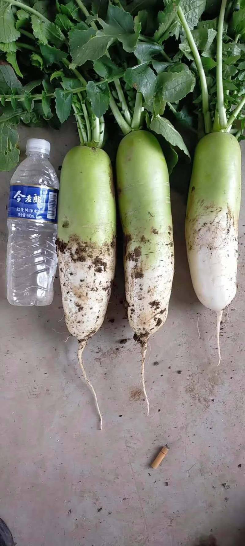 萝卜河南南阳新野规模化种植1.5~2斤起